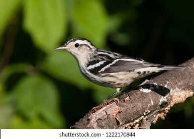 A fall plumage female Black-and-white Warbler perching on a tree branch