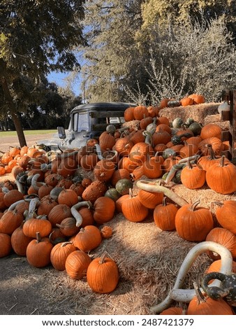 Fall pumpkin patch in Merced county