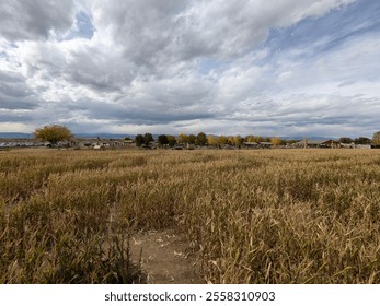 Fall Pumpkin Patch with Pumpkins