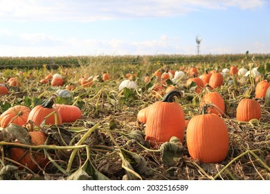 fall pumpkin picking harvest festival