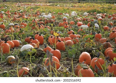 Fall Pumpkin Picking Harvest Festival