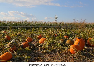 Fall Pumpkin Picking Harvest Festival