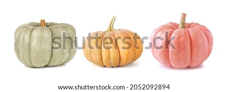Fall pumpkins isolated on a white background. Assortment of green, orange and pink heirloom pumpkins. Blue doll, autumn frost and porcelain doll varieties.