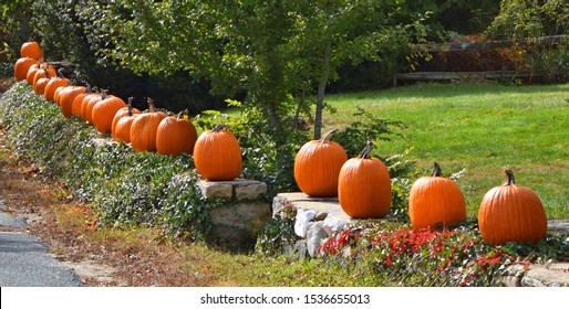 Fall Pumpkins on a rock wall in New England