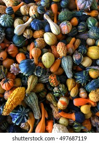 Fall Pumpkins Squash And Gourds