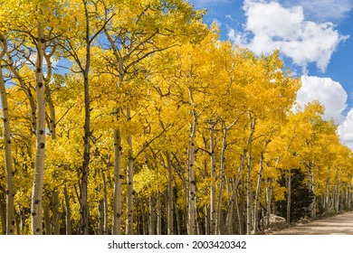 

Fall Quaking Aspens On Rainbow Lake Road Off The Peak To Peak Highway In Colorado, USA