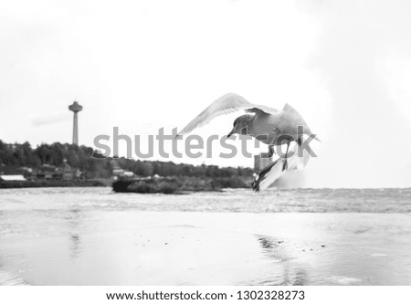Similar – Image, Stock Photo alone Loneliness Seagull