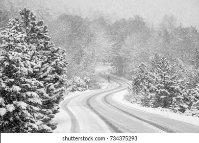 Fall River Road And Aspen Trees In Rocky Mountain National Park, Colorado, Photo Taken During A Snowstorm.  One Unrecognizable Man Is Standing In The Road At The Center Of An 