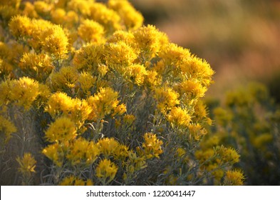 Fall Sagebrush Colors