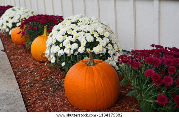      Fall scene in a garden decorated with mums\
and pumpkins