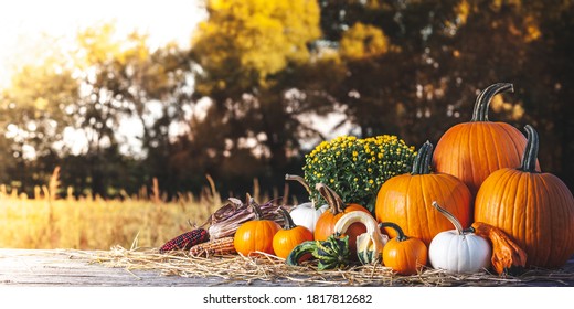 Fall Scene With Pumpkins Gourds Corn And Mums