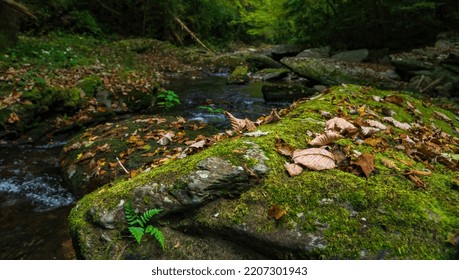 Fall Scene In Stream In Appalachian Mountains, Great Smoky Mountain National Park