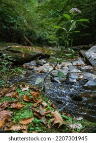 Fall Scene In Stream In Appalachian Mountains, Great Smoky Mountain National Park