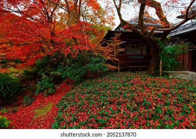 Fall scenery of fiery maple trees by a wooden building and the green mossy ground covered with red fallen leaves in the Japanese garden of Hogon-in (宝厳院) Buddhist Temple in Arashiyama 嵐山, Kyoto, Japan