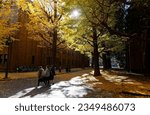 Fall scenery of giant Gingko trees (or ginkgo, aka maidenhair tree) in the campus of the University of Tokyo, with warm sunlight shining through the golden foliage and fallen leaves covering the lawn
