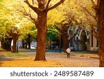 Fall scenery of giant Gingko trees (or ginkgo, aka maidenhair tree) in the campus of the University of Tokyo, with warm sunlight shining through the golden foliage and fallen leaves covering the lawn