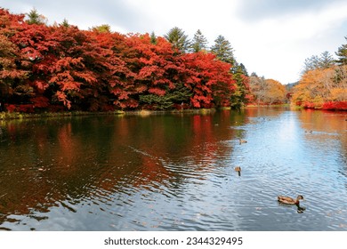 Fall scenery of Kumoba-ike Pond 雲場池 with fiery maple trees reflected in the peaceful water and wild ducks swimming merrily on the lake on a sunny autumn day, in Karuizawa 軽井沢, Nagano Prefecture, Japan