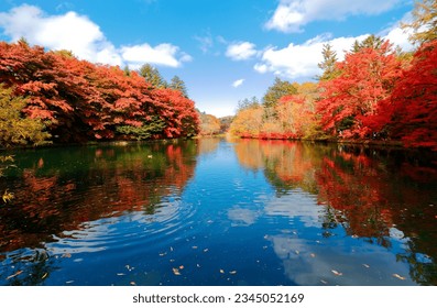 Fall scenery of Kumoba-ike Pond 雲場池 surrounded by fiery maple trees under blue sky, with beautiful reflections in the peaceful water on a sunny autumn day, in Karuizawa 軽井沢, Nagano Prefecture, Japan