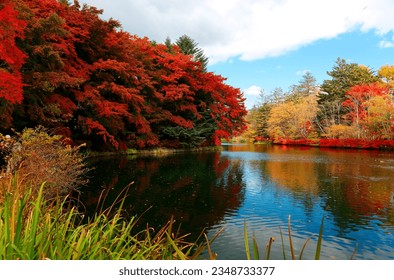 Fall scenery of Kumoba-ike Pond 雲場池 surrounded by fiery maple trees, with reflections in the peaceful water on a sunny autumn day, in Karuizawa 軽井沢 (a famous resort in Nagano Prefecture, Japan)