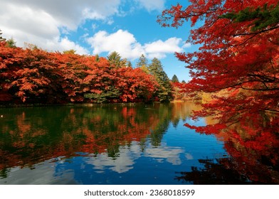 Fall scenery of Kumoba-ike 雲場池 Pond surrounded by fiery maple trees under blue sky, with beautiful reflections in the peaceful water on a sunny autumn day, in Karuizawa 軽井沢, Nagano Prefecture, Japan