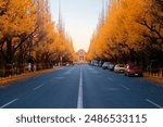 Fall scenery of long rows of golden Ginkgo trees (Gingko or Maidenhair) along an avenue in Meiji Shrine Outer Garden, which is a famous tourist attraction for autumn foliage, in Shinjuku, Tokyo, Japan