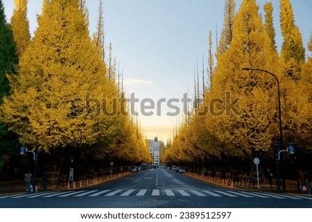 Fall scenery of long rows of golden Ginkgo trees (Gingko or Maidenhair) along an avenue in Meiji Shrine Outer Garden on an autumn morning, in Shinjuku District, Tokyo City, Japan