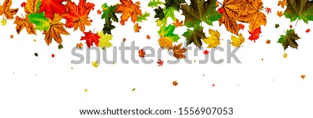 Fall season. Autumn leaves falling pattern isolated on white. Th
