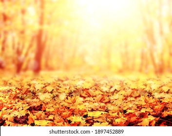 Fall season. Blurred background with autumn forest. Sunny fall backdrop with fallen leaves. Maples trees with yellow and orange leaves. Horizontal nature banner with yellow and orange autumn leaf