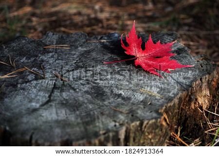 Fall season concept. Single red maple leaf on old tree stump in the calm forest. Autumn atmosphere. Autumn minimalistic composition. Copy space