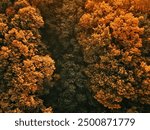 Fall season in deciduous forest. Aerial shot of orange treetops in autumn afternoon from drone pov.