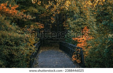 Fall season fallen leaves bridge