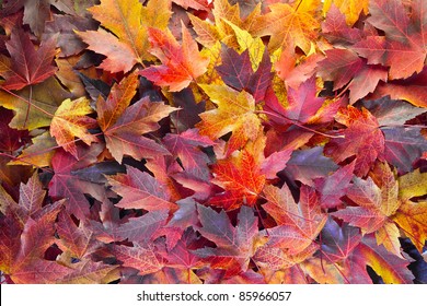 Fall Season Maple Tree Leaves Background