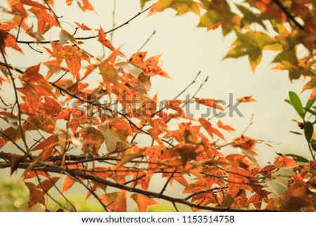 Similar – Autumn Nature Sky Bushes