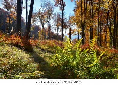 Fall season trees in the forest autumn landscape in the wood nature background.