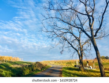 Fall Season View Of Vineyard, Grape Field Right By Seneca Lake Of The Finger Lakes, New York. The Seneca Lake Wine Trail Comprised 30s Wineries As Popular Wine & Grape Growing Destination For Visitors