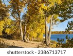A Fall Season vista from among the changing Cottonwood Trees at Cherry Creek State Park in Colorado.