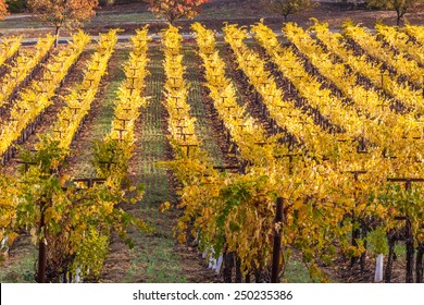 Fall Season At The Winery, Vines With Colorful Yellow Leaves In The Wine County