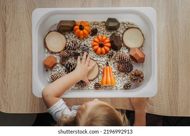 Fall Sensory Bin. Toddler Playing With Pumpkins, Cones And Dried Beans In Sensory Box. Educational Game. Learning Through Play. Montessori Material. Sensory Play Ideas And Autumn Nature Crafts 