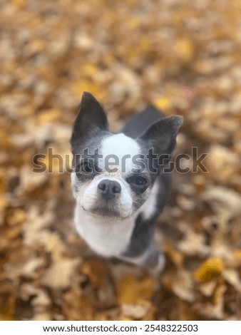 Similar – Foto Bild Neugieriger frecher Hund an den Händen des Besitzers