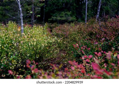 Fall Shrubs In The National Park Of Finland With Red And Yellow Colors