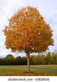 Fall Sugar Maple Tree (Acer Saccharum)