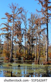 FALL IN THE SWAMP
