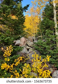 Fall Textures In Estes Park Colorado