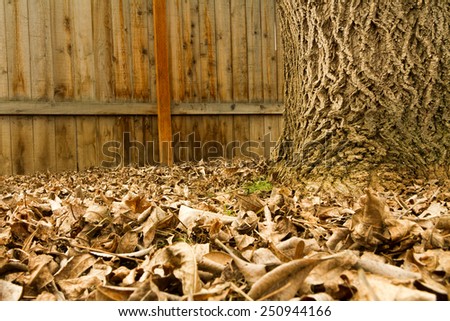 Fall time has come and knocked all the leaves off the tree