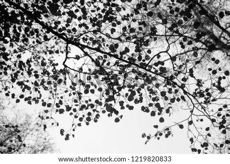 Similar – Image, Stock Photo Cherry blossom festival.