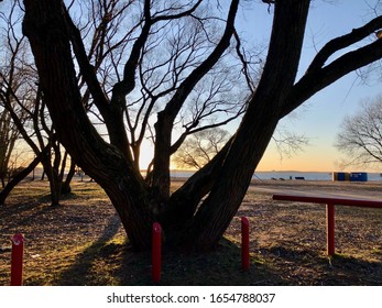Fall tree in front of the sunset