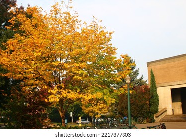 Fall Tree On School Campus With Bike Rack.