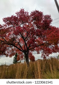 fall tree red leaves