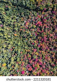 Fall Tree Tops Orange Yellow And Red Tree Tops 