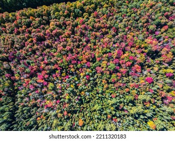 Fall Tree Tops Orange Yellow And Red Tree Tops 